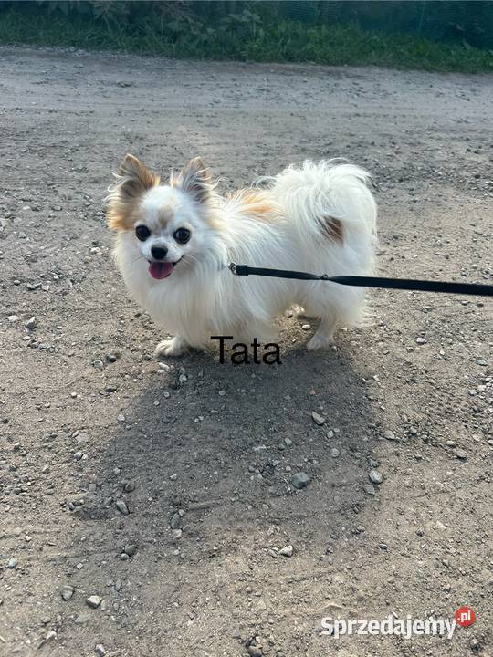 Długowłosy piesek Chihuahua Championie gotowy do Chihuahua Skrzeszew