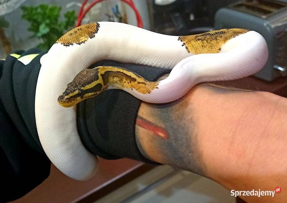 Sprzedam pytona królewskiego regius pastel pied Cieszyn