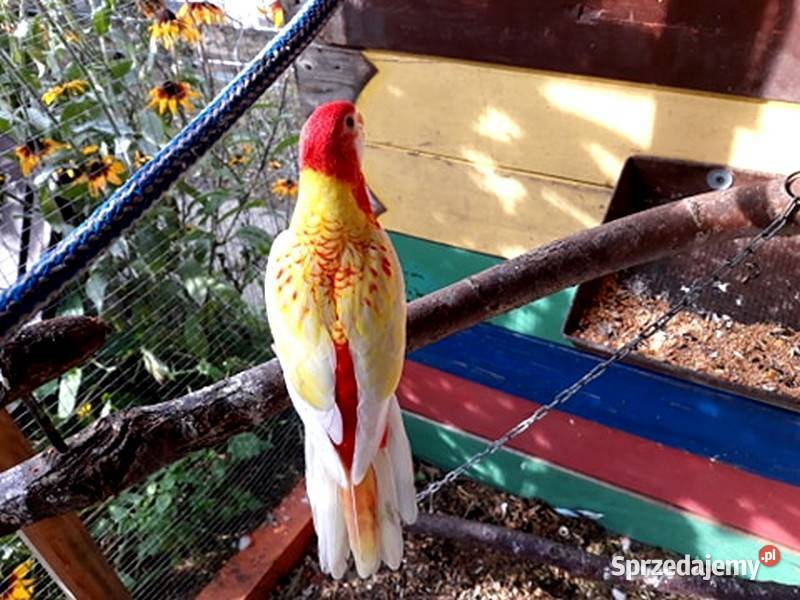 Nimfy i inne papugi sprzedam