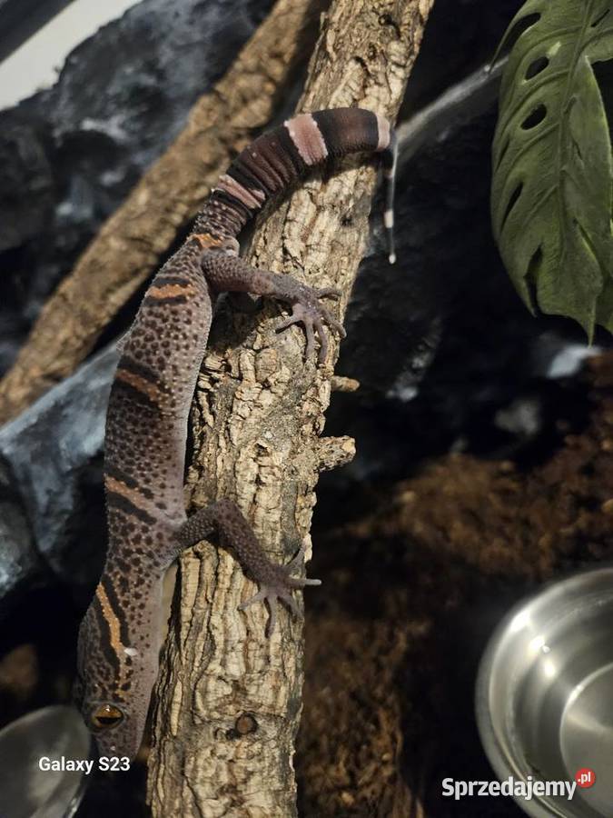 Goniurosaurus luii Samiec Przeworsk