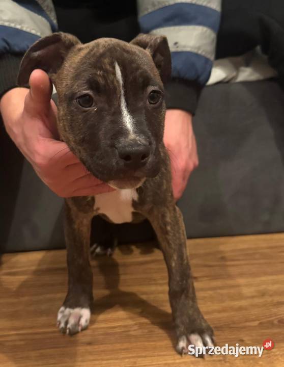 Szczeniaki Amstaff mazowieckie Serock