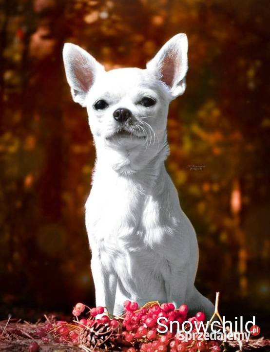 Piesek długowłosy chihuahua kremowy Złaków Borowy