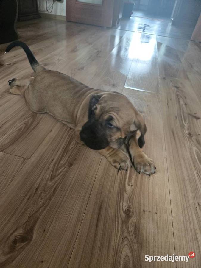 Fila brasileiro złote szczenię piesek sprzedam Resko sprzedam