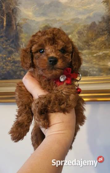 Pudel Toy red śliczna suczka sprzedam