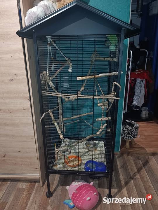 Rudosterki szukają nowego dobrego domku z całym Katowice