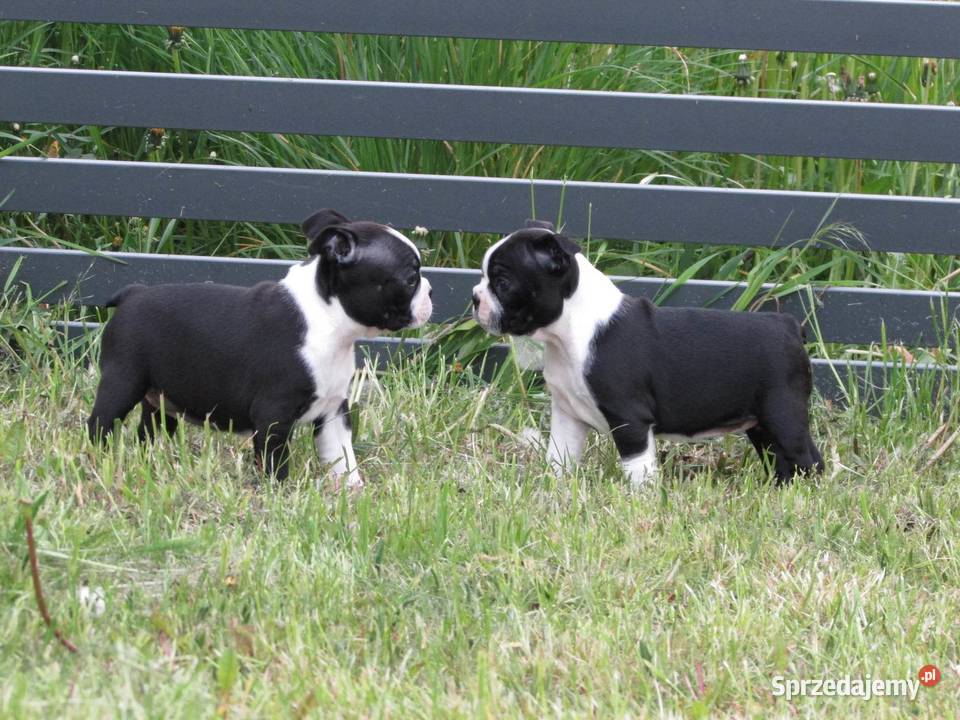 Boston Terrier Szczenięta Krośniewice