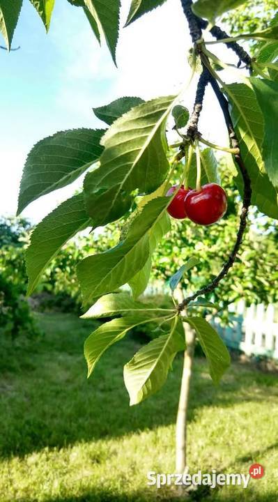 Działka w ROD Złocień ruokliwy solidny domek Sprzedaż Wrocław