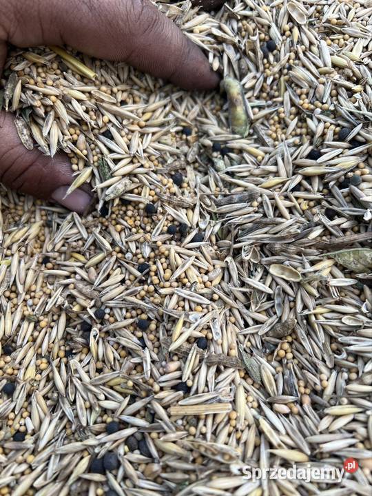 mieszanka na poplon Maszów