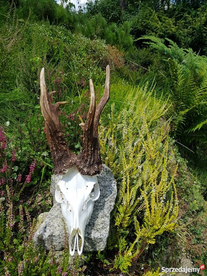 Kopie parostków KRZYSTKOWICE CIC 20147 Orzesze sprzedam