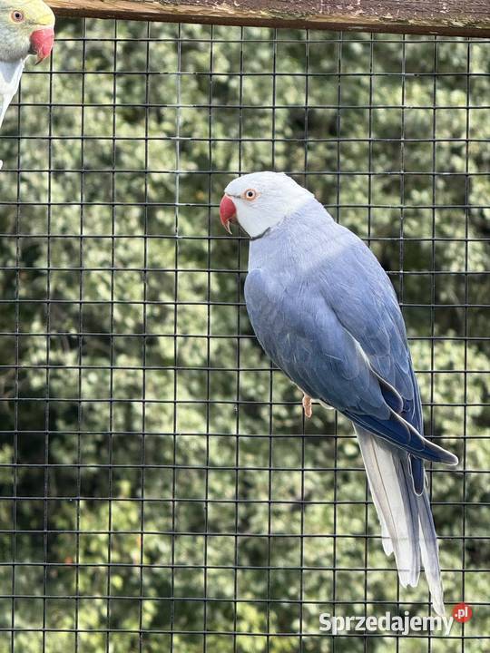 Aleksandretty obrożne głowa ogon Wieliczka