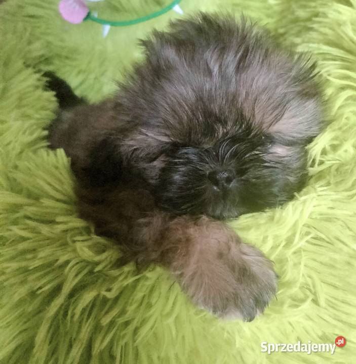Shih tzu FCI sprzedam