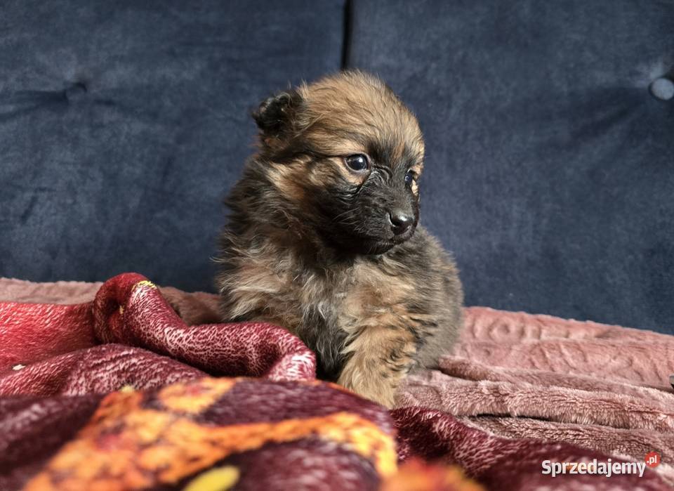 Szpic pomeranian Tarnów