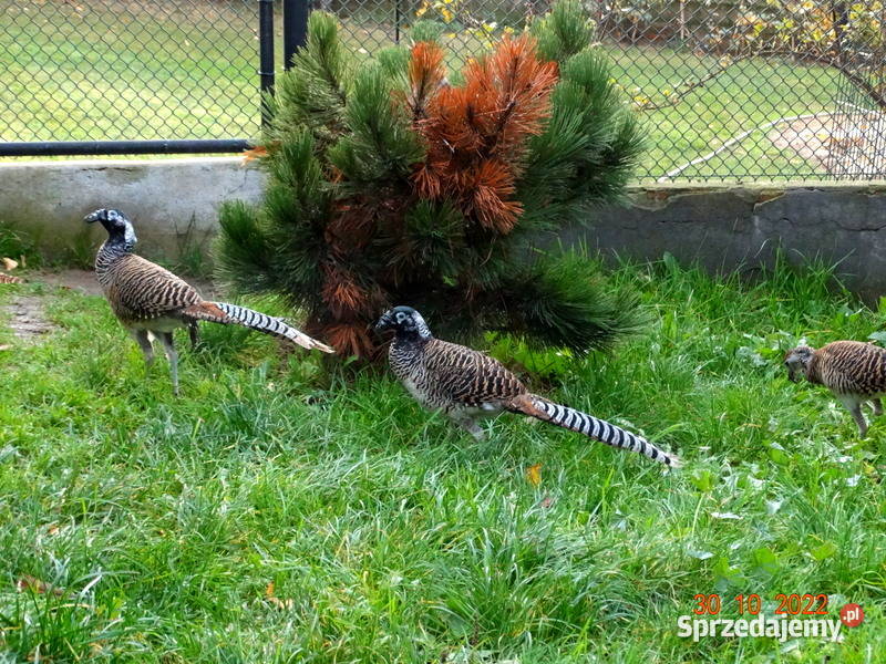 Sprzedam Bażanty Diamentowe z 2022r Bażant Samce Gostyń