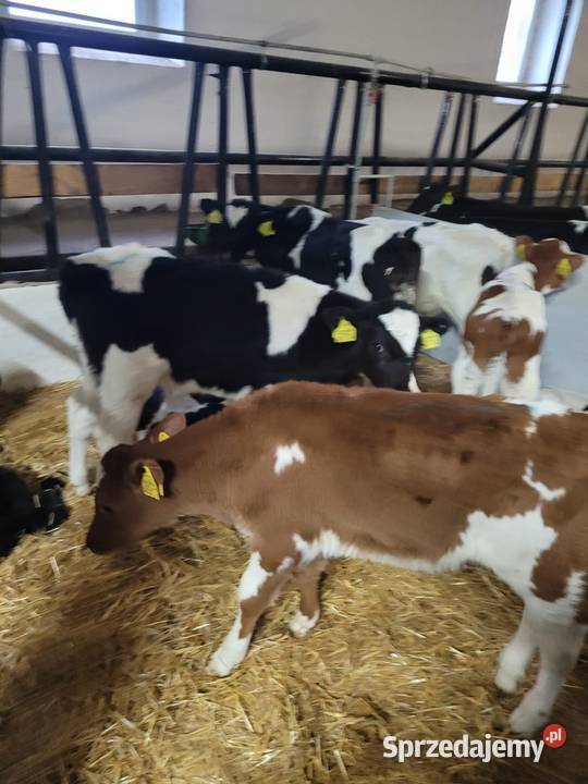 Sprzedania cielaki sprzedam