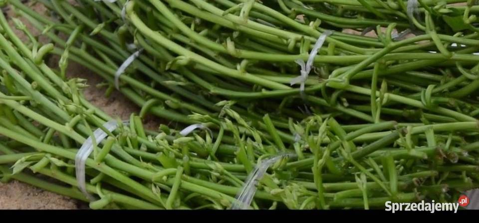 sadzonki pędowe Bataty Batatów ZAPISY maj 2023 lubelskie