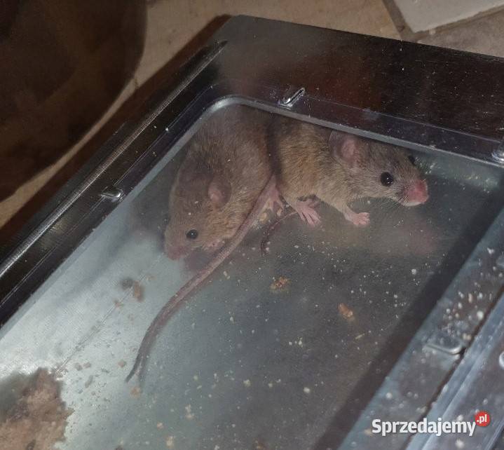 Pułapka na myszy chwytacz żywołapka metalowa śląskie Olsztyn sprzedam