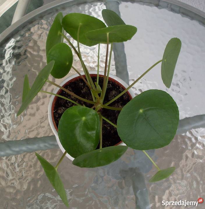 Kwiat Pieniążek Poznań sprzedam