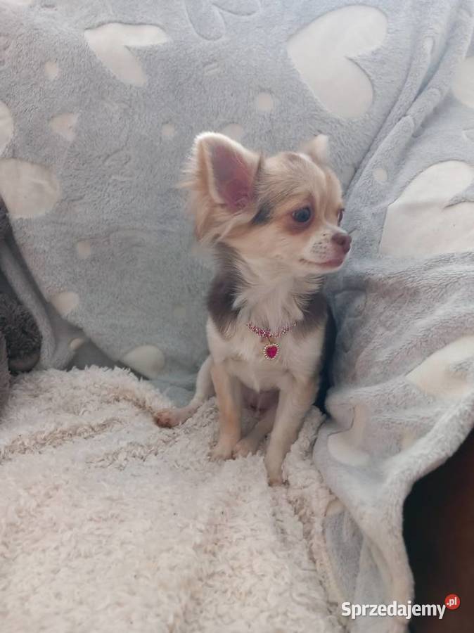 Chihuahua suczka Strzelce Opolskie