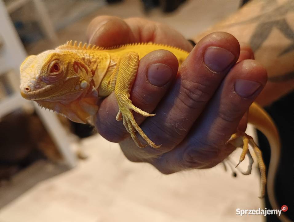 Legwan zielony Iguana Red blue green Albino Red dolnośląskie Jawor