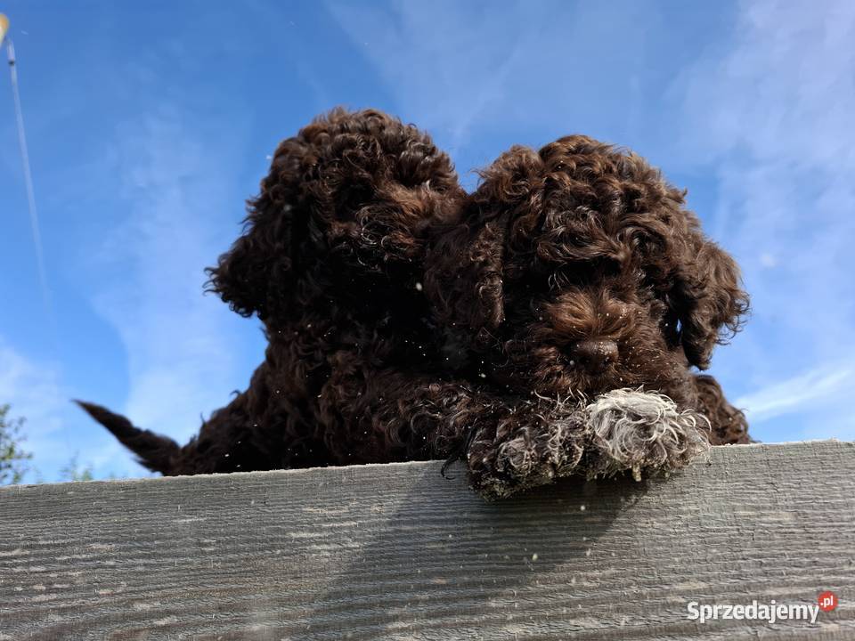 Szczenięta rasy lagotto romagnolo pieski zkwp sprzedam