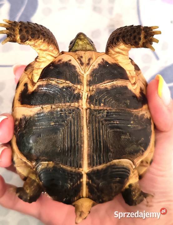 Żółw Stepowy Bełchatów