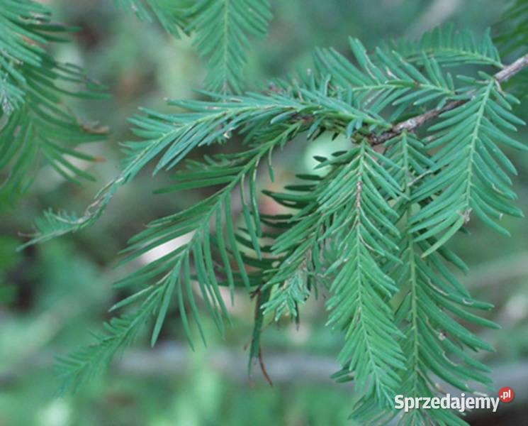 CYPRYŚNIK MEKSYKAŃSKI Taxodium mucronatum Lubanie