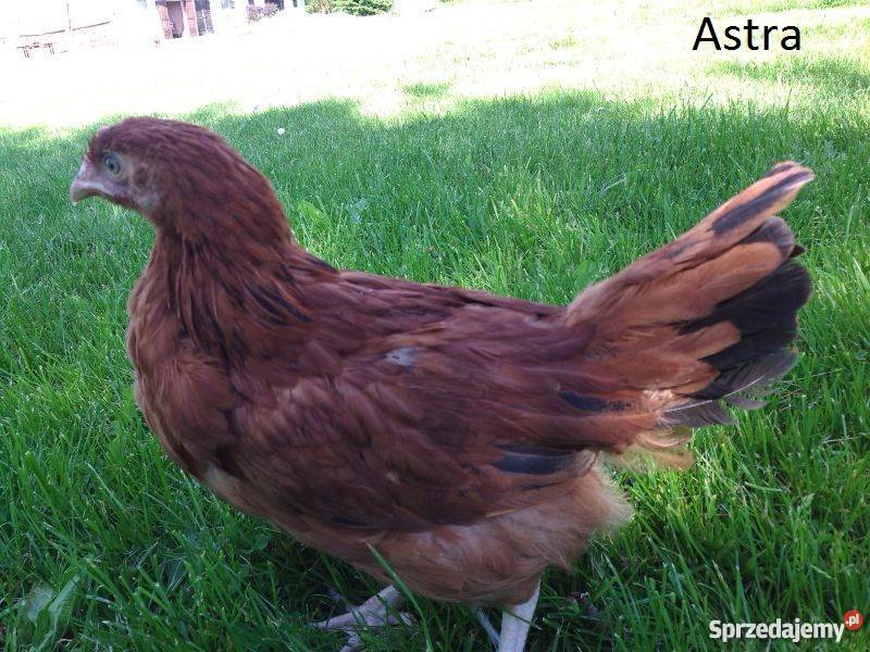 Kury nioski 9miesięczne 25 Skrybicze Skrybicze