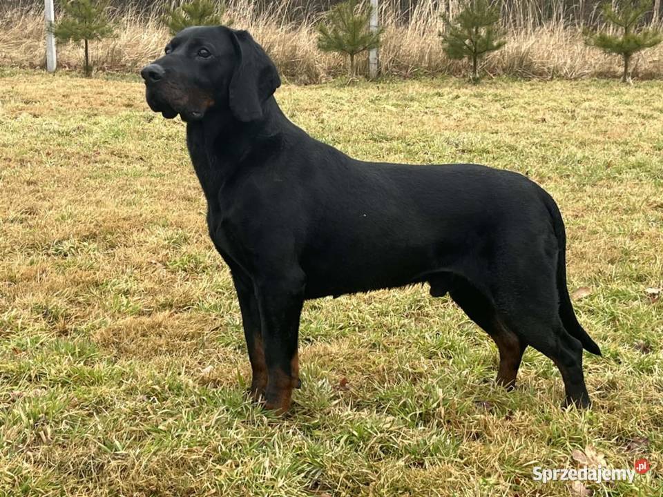 Szczenięta Gończy Polski FCI ZKwP Gostyń