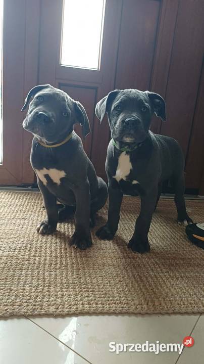 Suczka CANE CORSO lubelskie Wola Duża