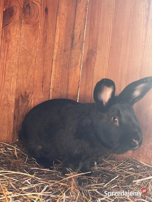 Sprzedam króliki lubelskie Korczówka