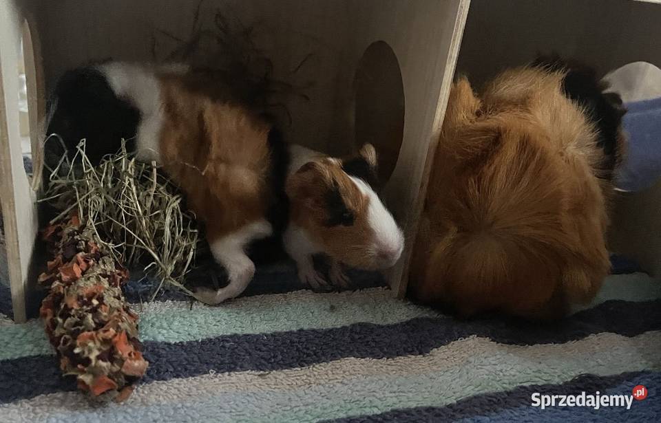 ADOPCJA ŚWINEK MORSKICH ABISYŃSKICH wymagany Gryzonie Rytel