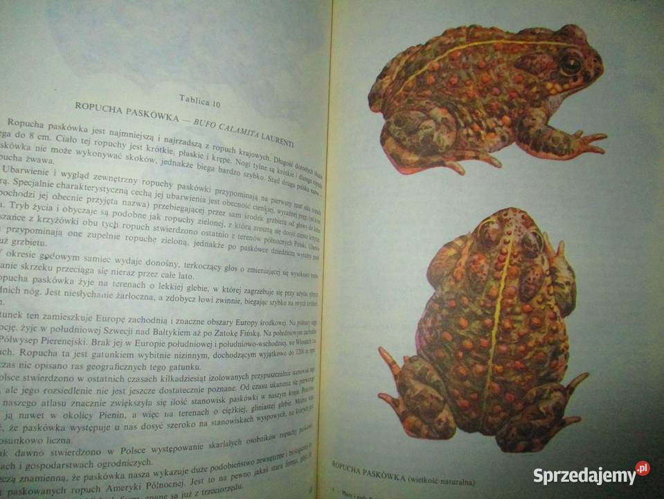 Fauna ptaki ssaki gadyrybyPuchalski Łódź sprzedam