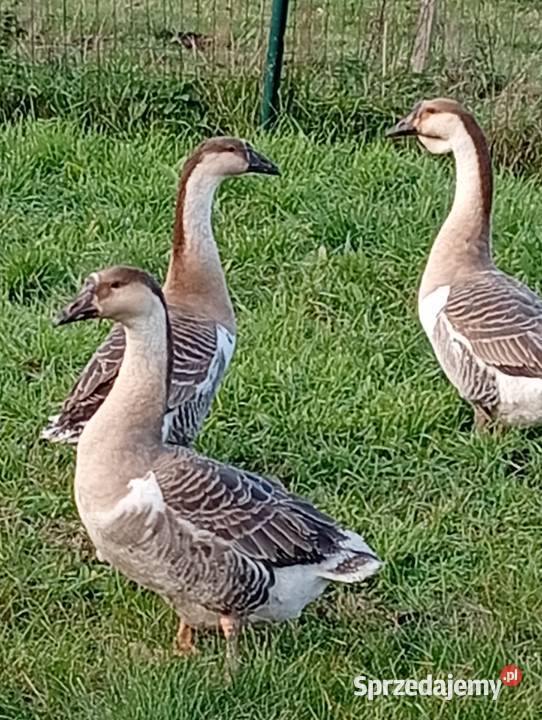 Gęsi landers i garbonose lubuskie Lubiszyn sprzedam