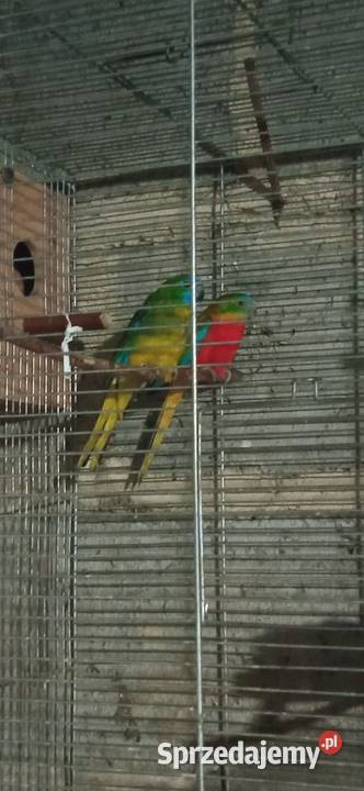 Sprzedam papugi łąkówki Limanowa