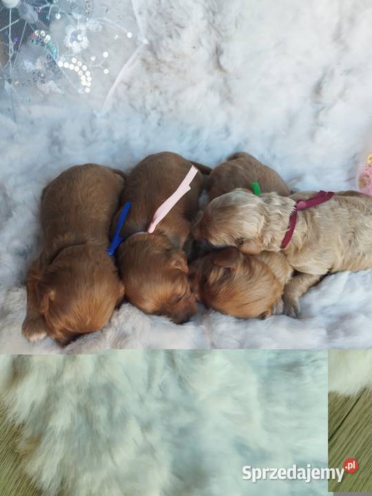 Cavapoo f1b Kraków