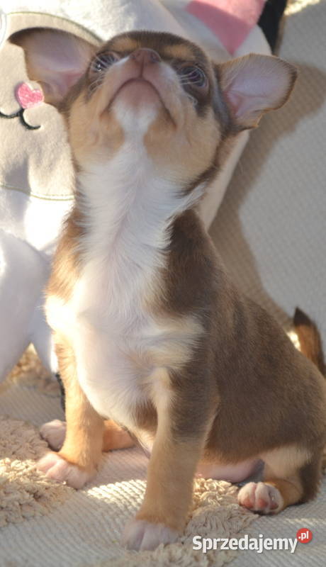 CHIHUAHUA ŚLICZNE SUNIA PIESEK mazowieckie Warszawa