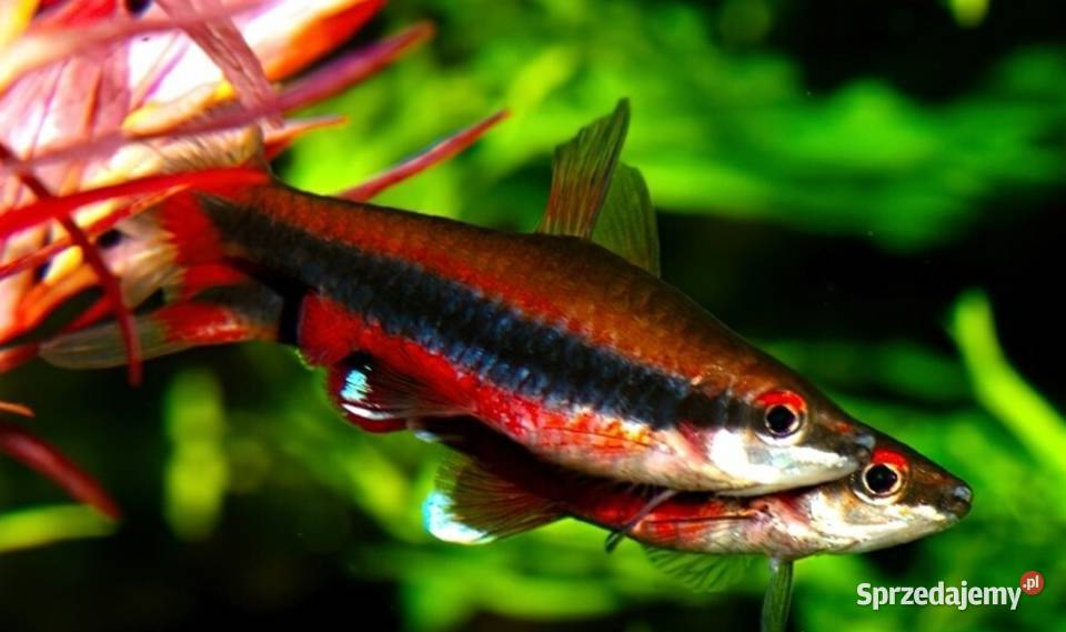 Drobnoustek Beckforda Nannostomus beckfordi pomorskie Gdańsk