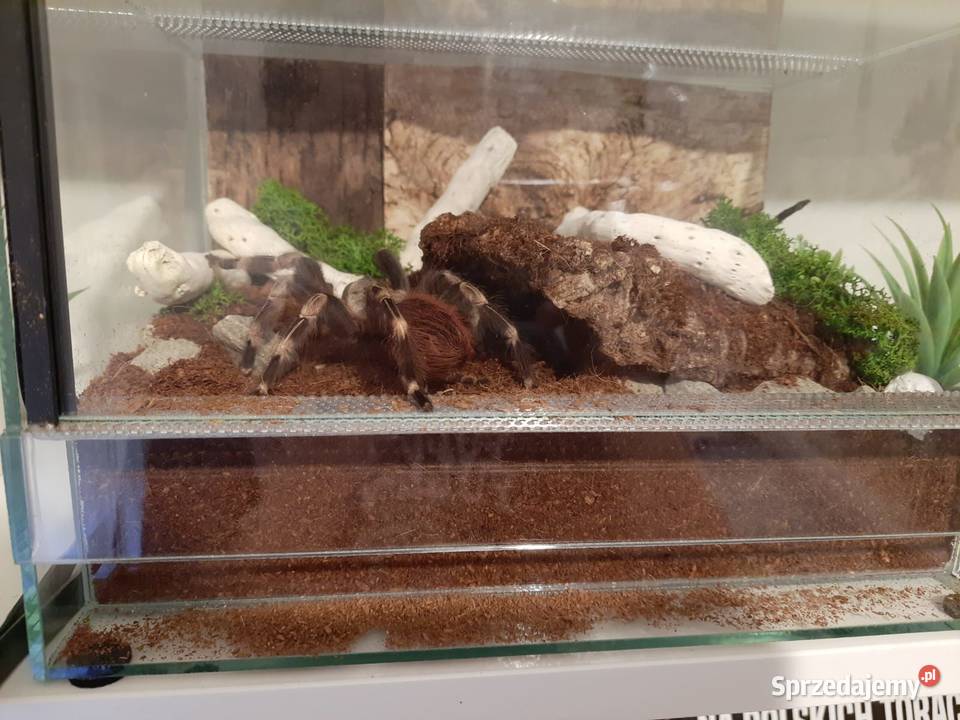 Ptasznik Vitalius Chromatus 4 letnia samica Poznań sprzedam