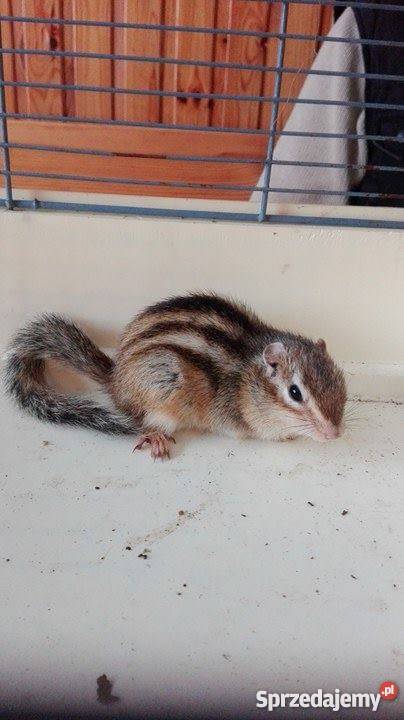 Sprzedam wiewiórki syberyjskie burunduki Wieluń