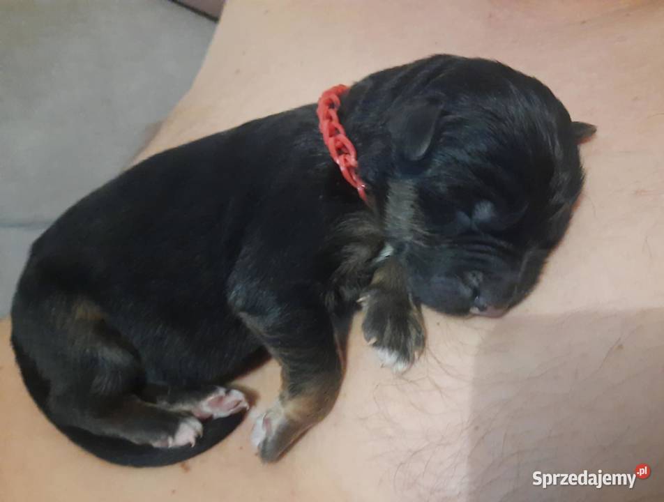 Owczarki niemieckie długowłose Parzniewice