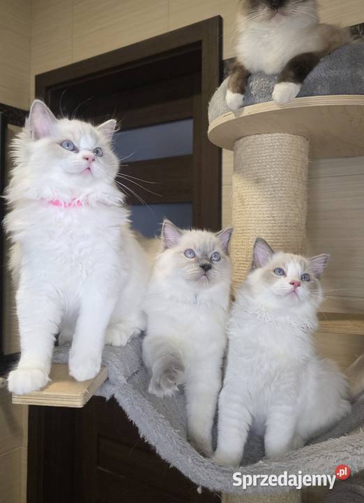 Urocza Lilly kotka hodowlana do hodowli FPL Fife Uścikowo