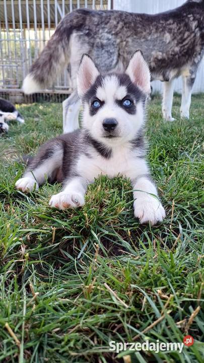Zapowiedź Rasa Husky Siberian Męcina