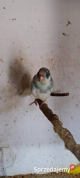 Sprzedam papugi górskie i kozy Świerklany