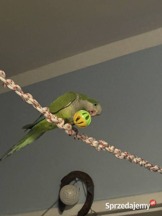 Mnichy Nizinne do woliery mazowieckie Pruszków