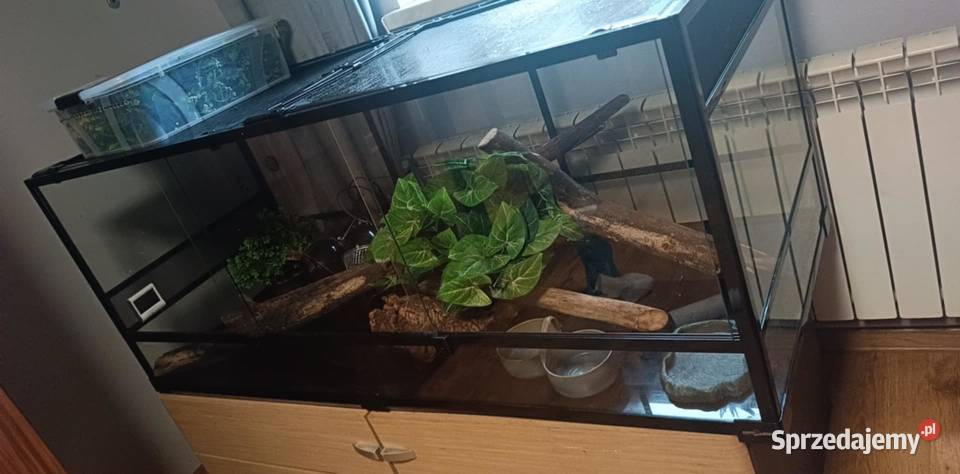 Terrarium Repti Zoo Szklane Super Stan 1606060 Radomyśl nad Sanem