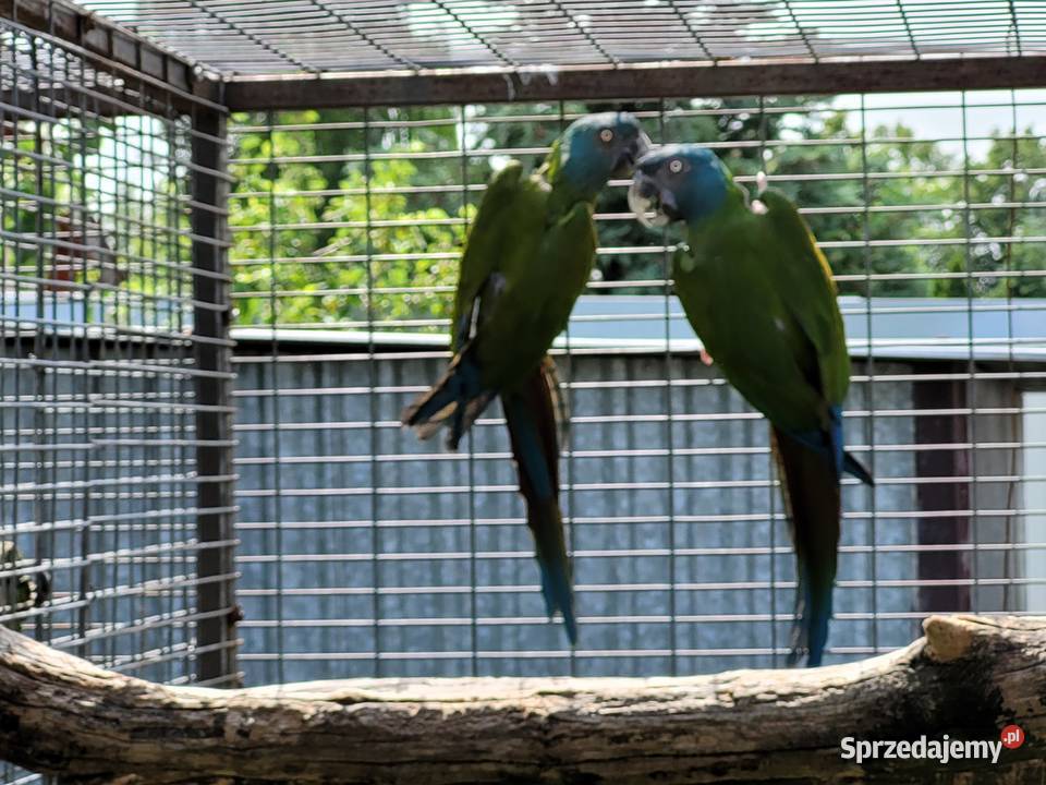 Ara Ary koloni Coloni Para 2014r wielkopolskie Niepruszewo