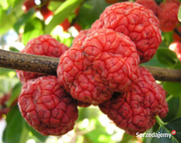 KUDRANIA Cudrania tricuspidata sadzonki w Ustronie