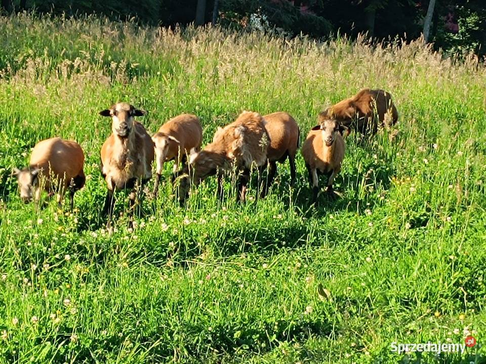 Baranki kameruńskie Nowy Sącz