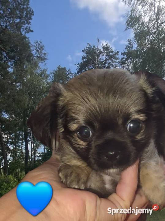 Chihuahua samczyk długowłosy FCI Łódź