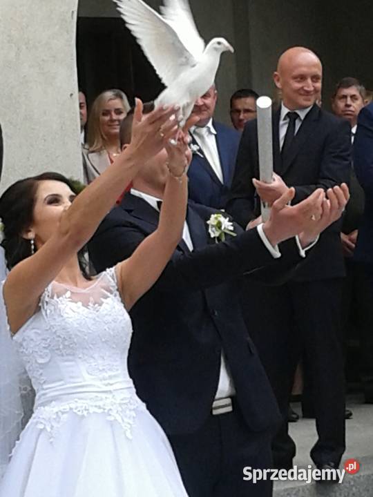 Białe gołębie na ślub BielskoBiała Bielsko-Biała